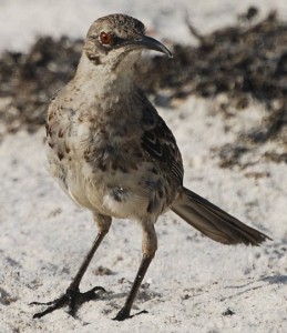 Galapagos Mockingbird