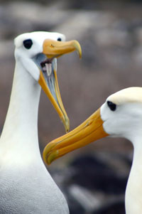 Galapagos Albatross Galapagos Islands Albatross