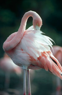 Galapagos Flamingo Galapagos Islands Flamingo