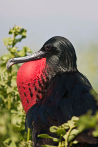 Galapagos Frigate Bird Galapagos Islands Frigate Bird