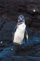 Galapagos Penguin Galapagos Penguin