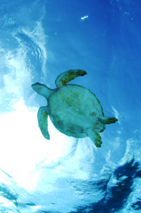 Green Sea Turtle Galapagos Green Sea Turtle