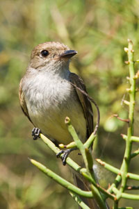 Galapagos Warbler Galapagos Islands Warbler