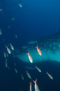 whale-shark Galapagos Whale