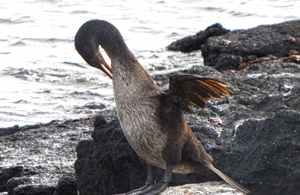 Galapagos Flightless Cormorant Galapagos Flightless Cormorant