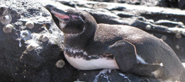 Galapagos Islands Penguin Galapagos Islands Penguin