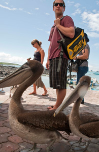 Galapagos Preparation Tips