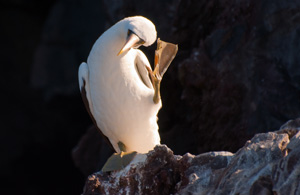 Galapagos Masked Booby