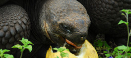 Galapagos Tortoise Galapagos Tortoise