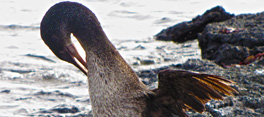 Cormorant Fernandina Island Galapagos Cormorant Fernandina Island Galapagos