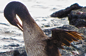 Fernandina Cormorant Galapagos Ecuador Fernandina Cormorant Galapagos Ecuador