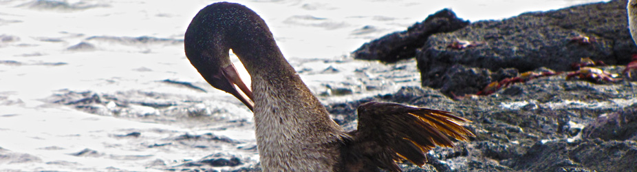The Galapagos Archipelago: Fernandina Island