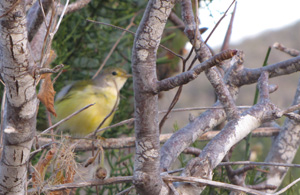 Galapagos Darwin's Finch