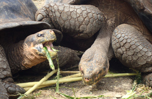 Galapagos Giant Tortoises