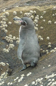 Galapagos Penguin at Fernandina Galapagos Penguin at Fernandina