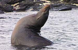 Galapagos Sea Lion Fernandina Galapagos Sea Lion Fernandina