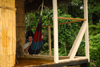 Amazon Dolphin Lodge