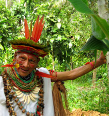 The Amazon Rainforest 
