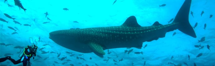 Galapagos Cruises Travel