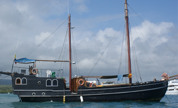 Sulidae Motor Sailor