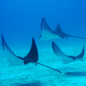 Galapagos rays