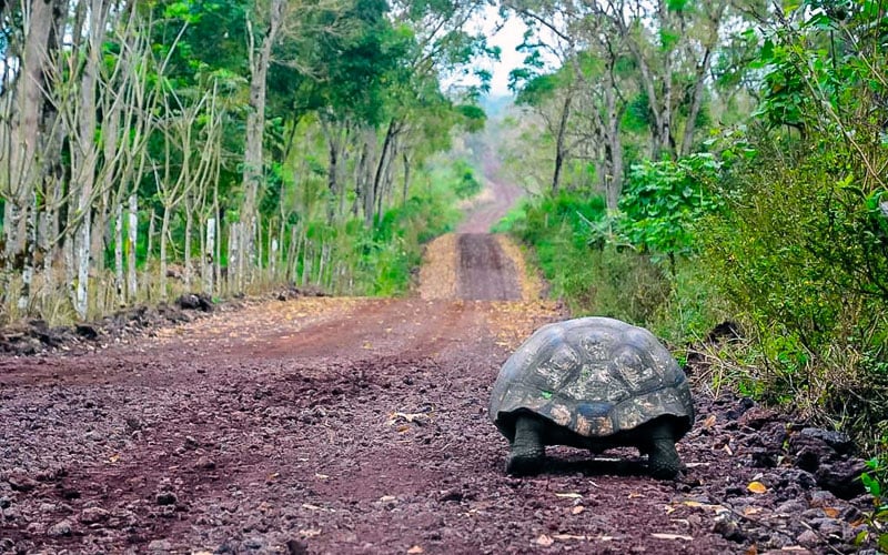 tortoise airport galapagos ecuador transfer vacations travel tours