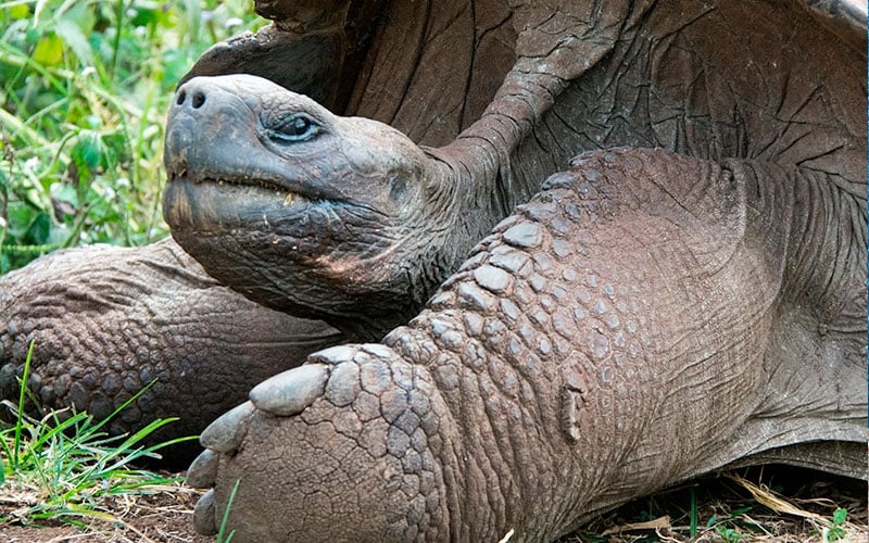 giant tortoise galapagos ecuador endemic vacation travel
