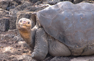 Lonesome George