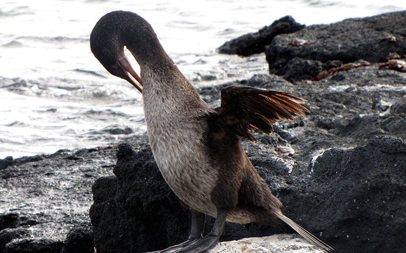 flightless cormorant galapagos ecuador endemic vacation travel