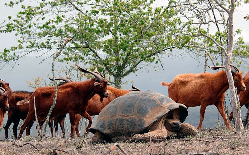 goats giant tortoise galapagos ecuador endemic vacation travel