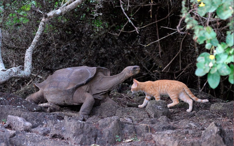 invasive species galapagos ecuador endemic vacaation travel