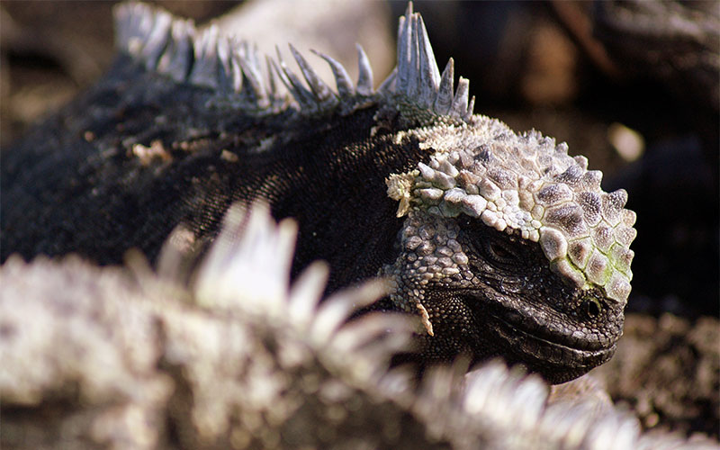 marine iguana galapagos ecuador endemic vacation travel