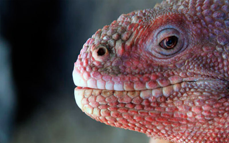 pink iguana reptiles unique galapagos ecuador endemic vacaation travel