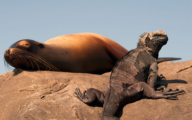 sealion iguan mammal reptile galapagos ecuador endemic vacaation travel