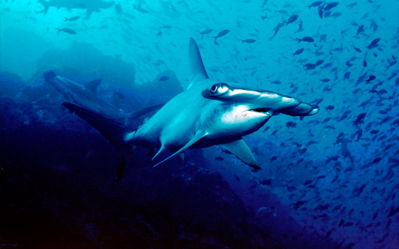 shark week cruise galapagos ecuador endemic vacation travel