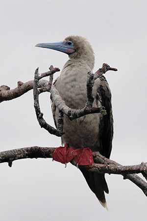 Galapagos Birds