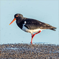 American Oystercatcher Galapagos Birds