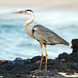 Galapagos birds