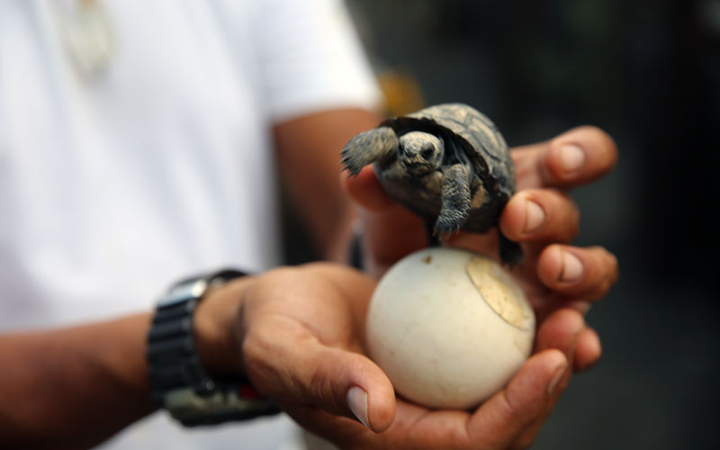 Galapagos Conservancy