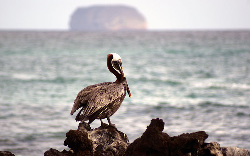 galapagos-hotels-vatations-travel-ecuador-tours