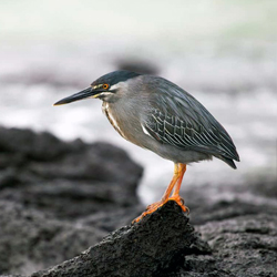 Galapagos Birds