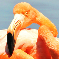 Galapagos birds