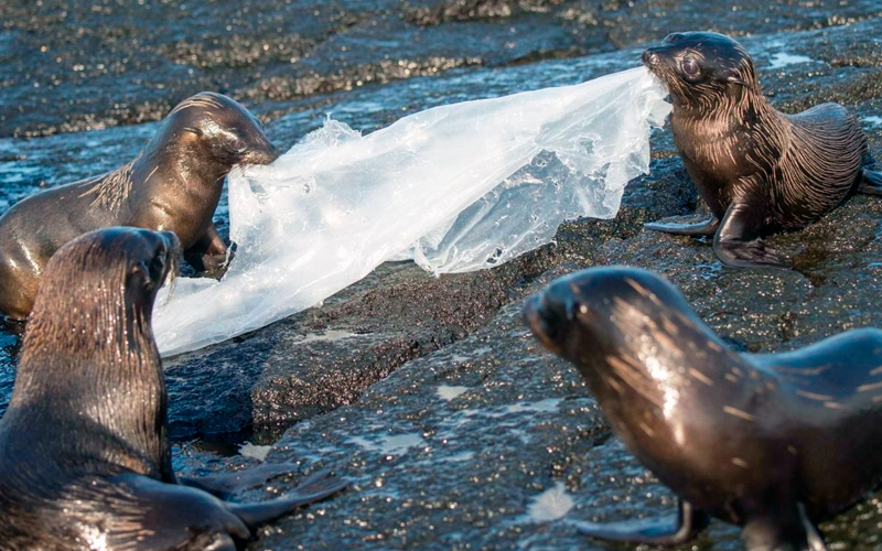 15 fascinating facts about galapagos danger in paradise