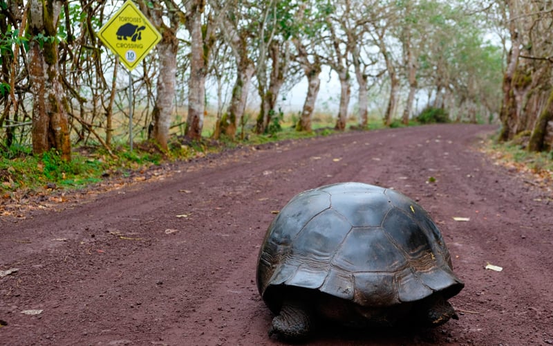 15 fascinating facts about galapagos world heritage