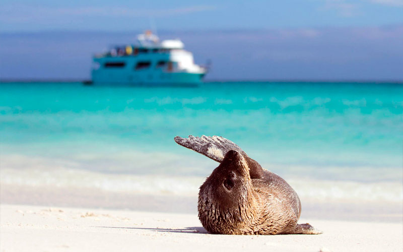 sealion greeting cruise galapagos ecuador endemic vacation travel