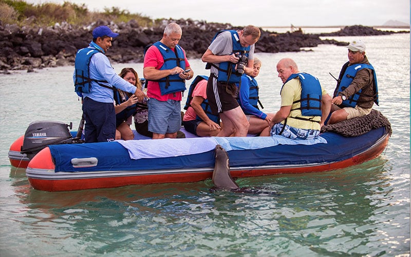 sealion pangha greeting cruise galapagos ecuador endemic vacation travel