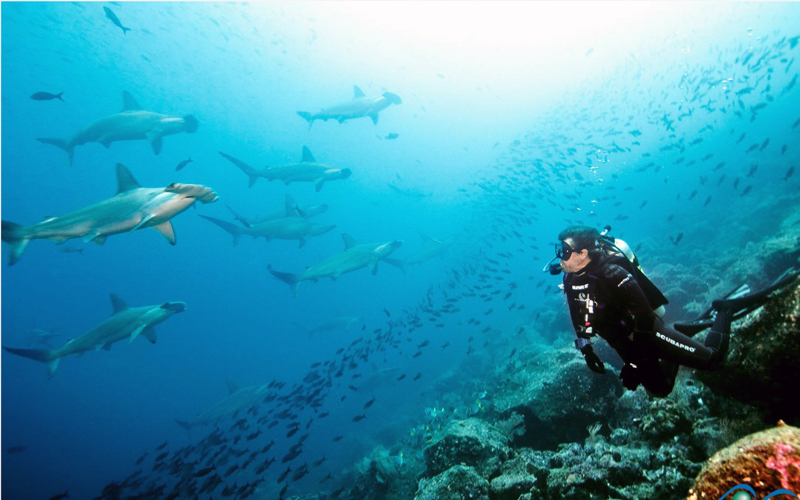 sports in galapagos scuba diving