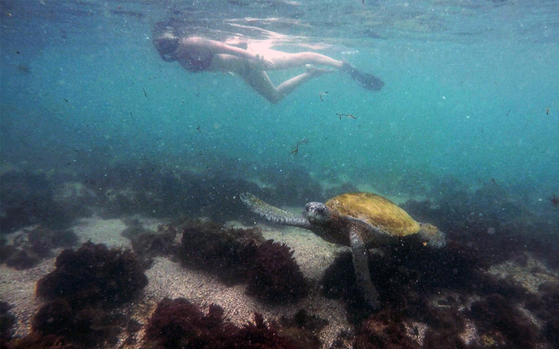 sports in galapagos snorkeling