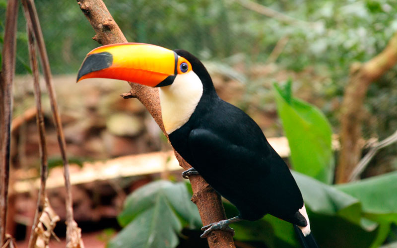 toucan-amazon-jungle-ecuador-galapagos-islands