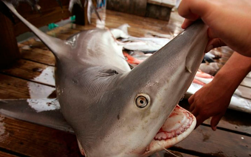 galapagos shark attack endagered species chinease vessel